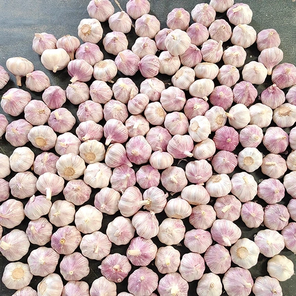 ក្រុមហ៊ុនកែច្នៃម្ហូបអាហារ Huaang ប្រកាសពីការពង្រីកខ្សែសង្វាក់ផ្គត់ផ្គង់ខ្ទឹមស្រស់