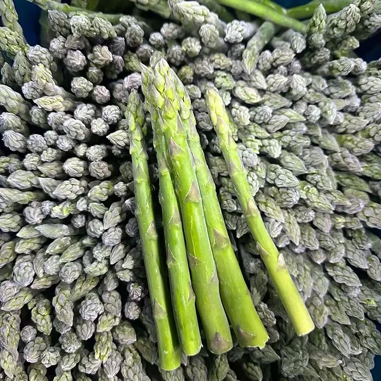 បានជ្រើសរើស​ផ្លែ​ស្ពៃ​បៃតង​ដែល​កក​សម្រាប់​ការ​ផ្តល់​សេវាកម្ម​អាហារ និង​គ្រឿង​ផ្សំ​ដែល​មាន​ស្ថិរភាព