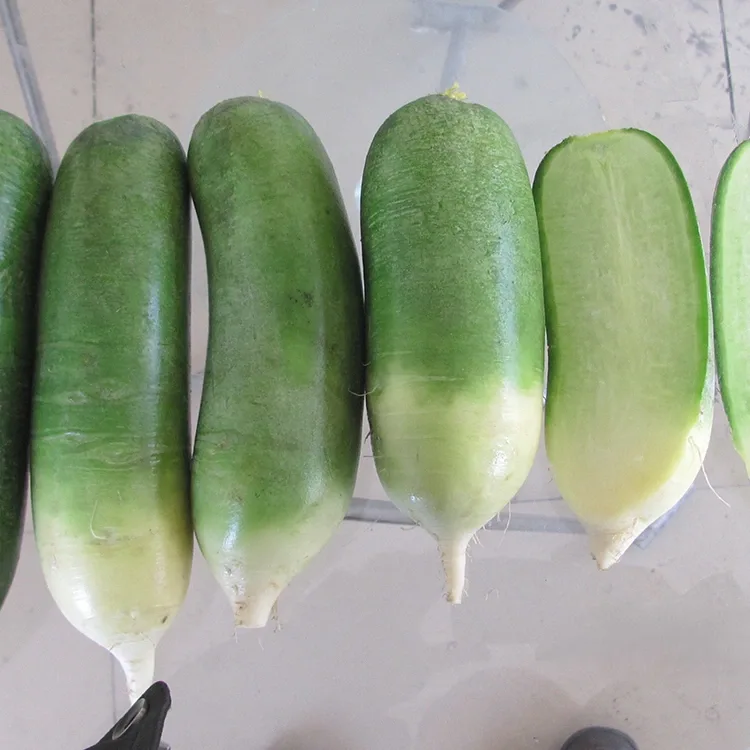 Radish បៃតងឆៅ