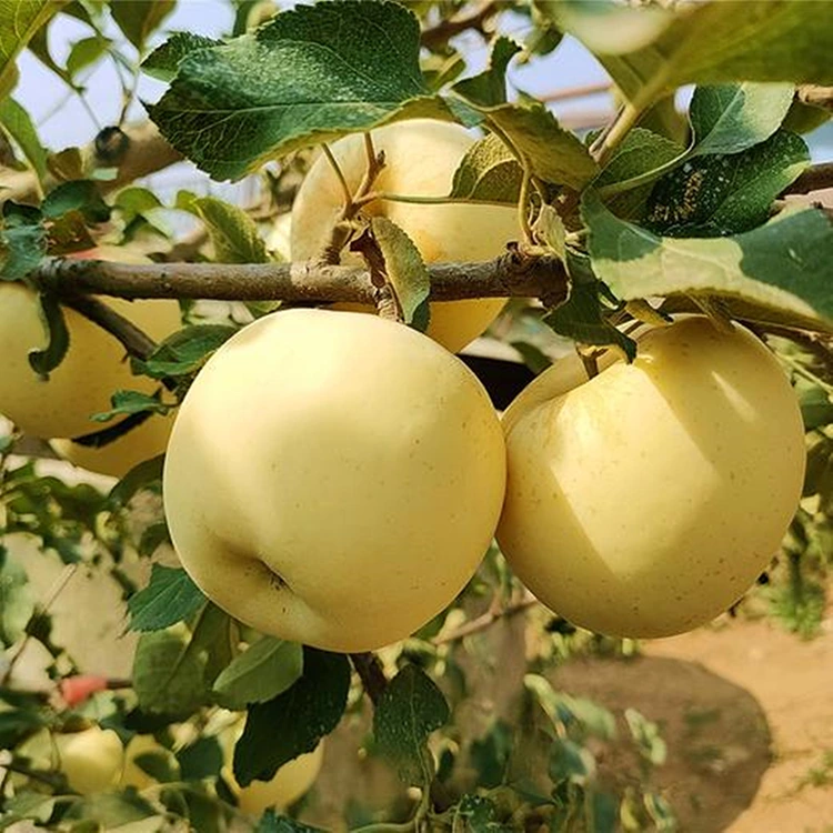 ផ្លែប៉ោមមាសស្រស់ ឆ្ងាញ់