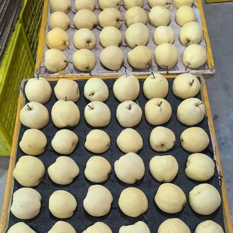 ផ្លែ Gong Pear ស្រស់