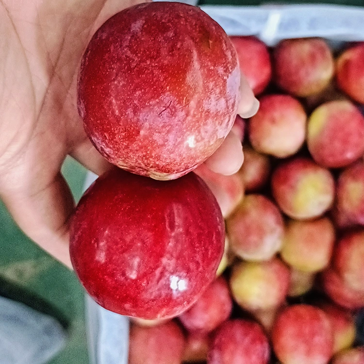ផ្លែមៀនក្រហមផ្អែមស្រស់