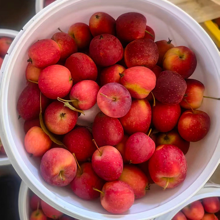 ផ្លែប៉ោម Cherry ថ្មីរបស់ចិនគុណភាពខ្ពស់