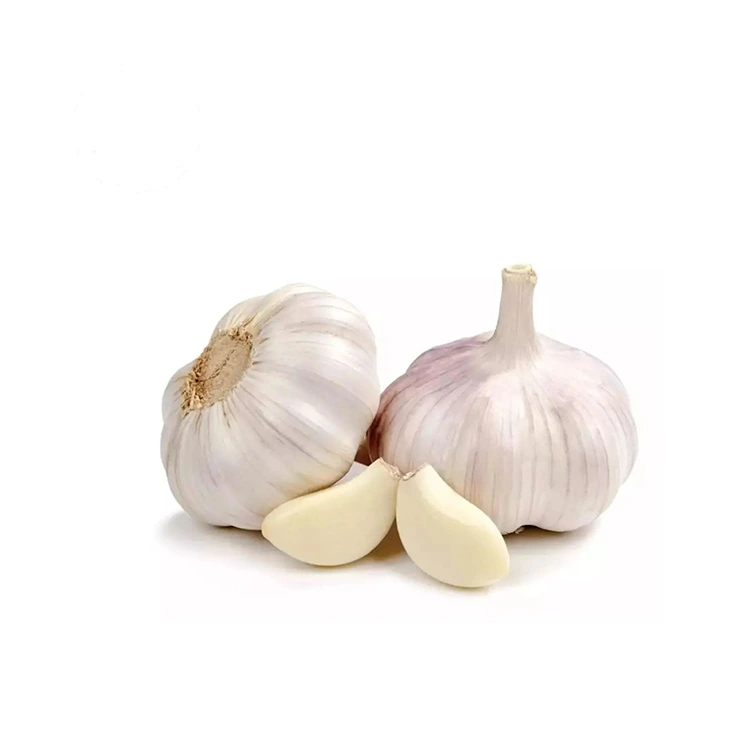 Premium Firm and Plump Normal White Garlic