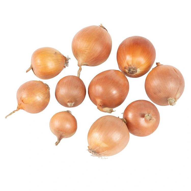 ខ្ទឹមបារាំងលឿងស្រស់ពិសេស
