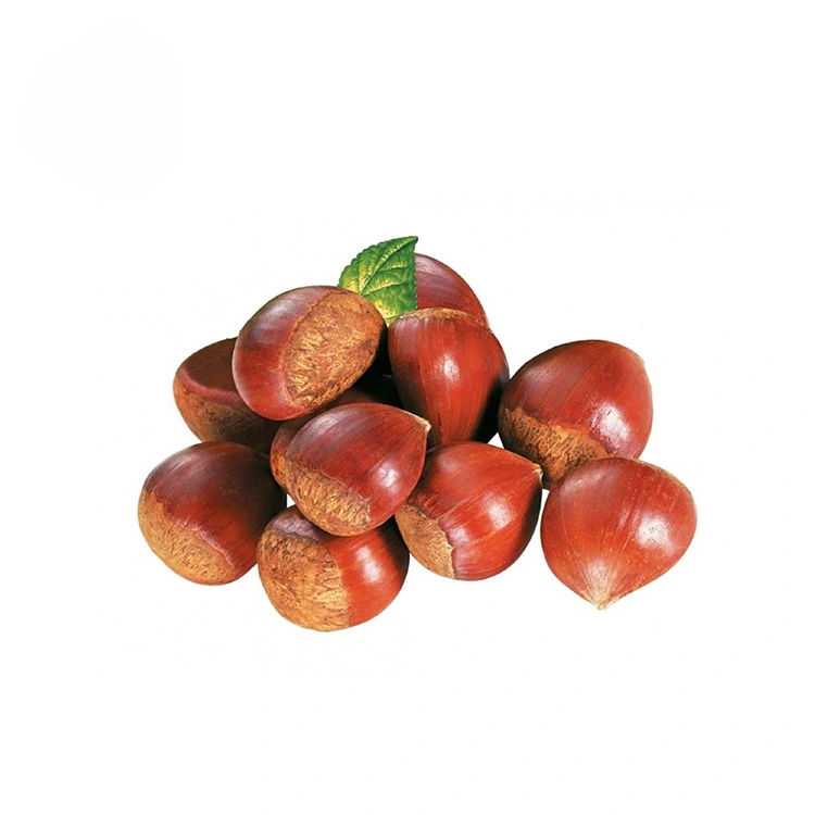 ដើមទ្រូងគុណភាពខ្ពស់